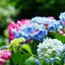 新緑を望む紫陽花