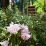 室生寺の5月