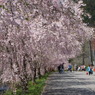 竹田の里 しだれ桜まつり