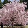 竹田の里 しだれ桜まつり