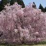 竹田の里 しだれ桜まつり