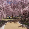竹田の里 しだれ桜まつり