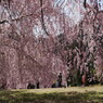 竹田の里 しだれ桜まつり