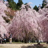竹田の里 しだれ桜まつり