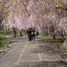 竹田の里 しだれ桜まつり