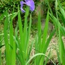 杜若（カキツバタ）