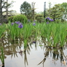 杜若（カキツバタ）