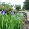 杜若（カキツバタ）