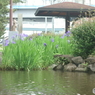 杜若（カキツバタ）