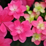 手柄山温室植物園