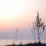 夕日