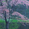 高原の桜