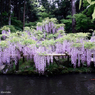 萬葉植物園の藤