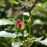 薔薇の蕾