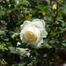 白い薔薇 これからまだ、開くのでしょうね。