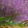 絶景！藤のトンネル