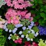 手柄山温室植物園