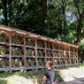 新緑の明治神宮7
