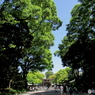 新緑の明治神宮8