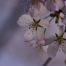 桜。