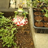 King of my garden