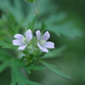 とと姉ちゃんで登場の花