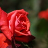 春爛漫　薔薇