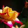 春爛漫　薔薇　Ⅱ
