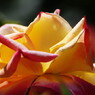 春爛漫　薔薇　Ⅲ