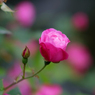 雨中薔薇