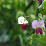 エンドウの花と虫