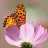 花弁の陰で