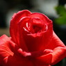 春爛漫　薔薇　Ⅳ