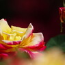 春爛漫　薔薇　完
