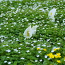 二輪草と水芭蕉