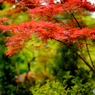 春の紅葉