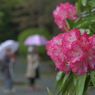 山のホテルの庭園散歩