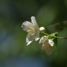 純な白花-1