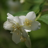 純な白花-2