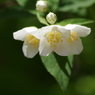 純な白花-3