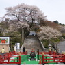 慈光寺の桜