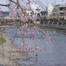田川沿いの桜