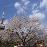 八幡山の桜