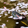 亀桜