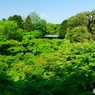 東福寺通天橋から望む