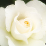 白薔薇 1