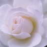 白薔薇 3