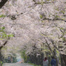 桜の舞に魅せられて