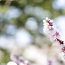 桜　枝。