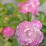初咲の薔薇